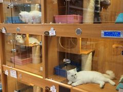 -Pets First伊珊娜洗护·精致美容·家庭式寄养(新会路店)