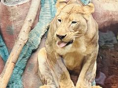 -清迈夜间动物园