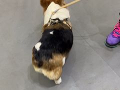 -派特宠物医院(圆融广场店)