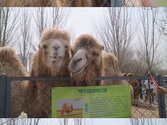 -长白岛森林公园