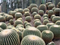-南山植物园