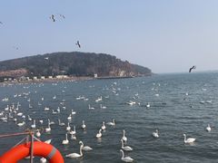 -烟墩角天鹅湖