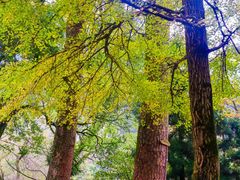 -南岳衡山风景名胜区