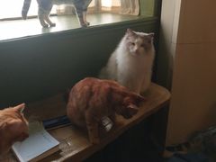 -猫猫幼稚园·撸猫·桌游·电玩
