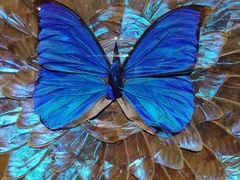 -上海昆虫博物馆