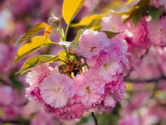 -新虹桥中心花园
