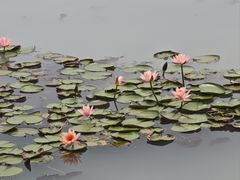 -白鹭湾湿地公园