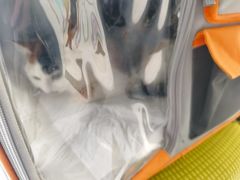 -艾吉宠物医院·疑难杂症转诊中心·猫友好(碧江路院)