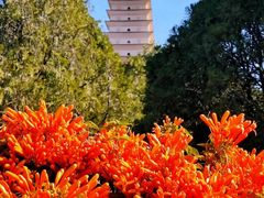 -崇圣寺三塔文化旅游区