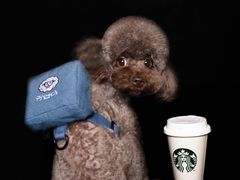 -读宠于你·约克夏比熊·睫角守宫·爬宠售卖(高新店)