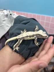 -Moni星球萌宠·小马宝莉·灵蛇·高端高阶全萌宠互动体验俱乐部(红豆国际广场店)