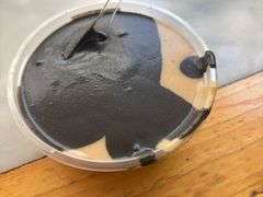 -芝麻糊世家(西华店)