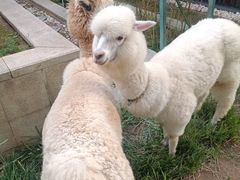 -廊坊固安福朋喜来登酒店