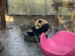 -上海野生动物园