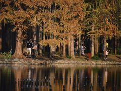 -上海共青森林公园