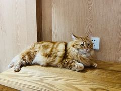 -MOCHA明星猫咖(田子坊店)