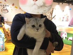 -三花喵·撸猫购宠·宠物生活馆(虹桥南丰城店)