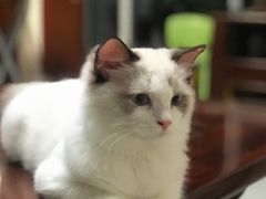 -猫大福·Fortune Cat猫舍(百子湾店)