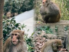 -黔灵山公园