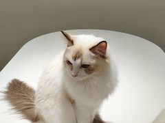 -怪兽屋·羊驼·猫咖·狗咖(俊华广场店)