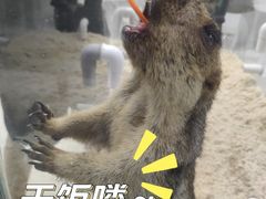 -怪兽屋·羊驼·猫咖·狗咖(俊华广场店)