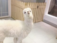 -Heymao猫咖.咖啡厅(东门店)