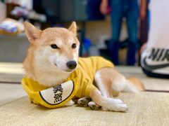 -逗柴咖啡屋·狗咖猫咖宠物桌游