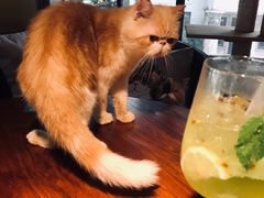 -more than meow吴止猫主题餐厅(承德 中船汇店)