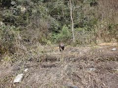 -西岭雪山大飞水景区