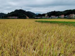 -红山村