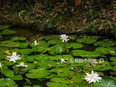-中国科学院西双版纳热带植物园