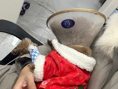 -中农国际动物医院24小时·猫科·骨科·急重症中心