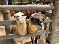 -鄂尔多斯野生动物园