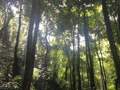 -莫里热带雨林景区