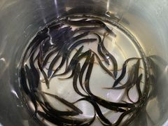 -全乐鱼馆·淳牌有机鱼直营店