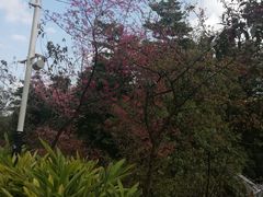 -广州市帽峰山景区