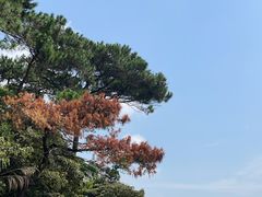 -羚羊峡古栈道森林公园