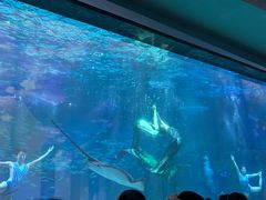 -海合安成都极地海洋公园