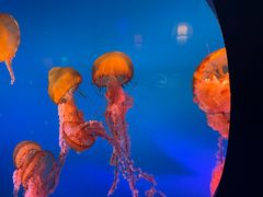 -太平洋海底世界