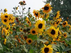 -汉长安城未央宫国家考古遗址公园