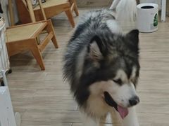-李小姐の猫咖啡馆(五角场店)