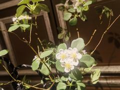 -阿五黄河大鲤鱼(纬三路店)