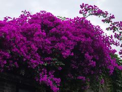 -廖老妈蹄花(中海国际店)