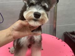 -宠福鑫康馨动物医院·骨科·眼科