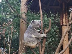 -广州长隆野生动物世界