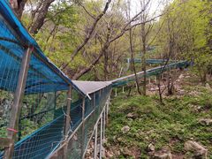 -王顺山国家森林公园