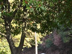 -游子山休闲旅游区