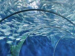 -上海海洋水族馆