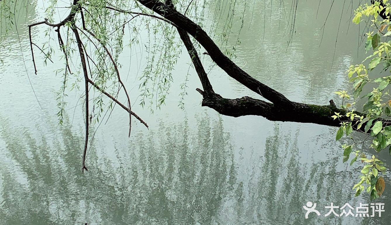 雨前再拍一次樱花｜葵巷