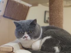 -滚猫咖啡·猫咖·猫友好撸猫(未来城店)